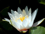 睡莲花