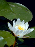 睡莲花