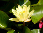 睡莲花