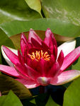 睡莲花