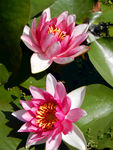 睡莲花