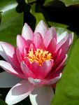 睡莲花