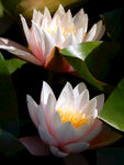 睡莲花