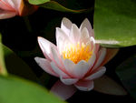 睡莲花