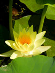 睡莲花