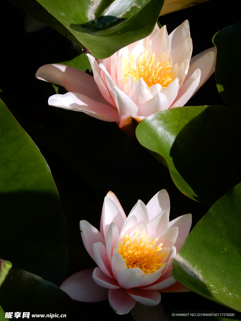 睡莲花