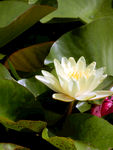 睡莲花