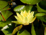 睡莲花