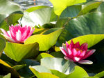 睡莲花