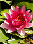 睡莲花