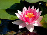 睡莲花
