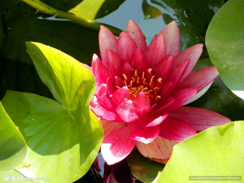 睡莲花