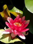睡莲花