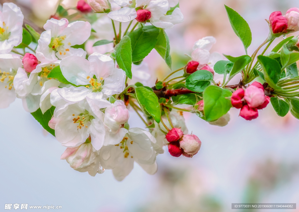 苹果花