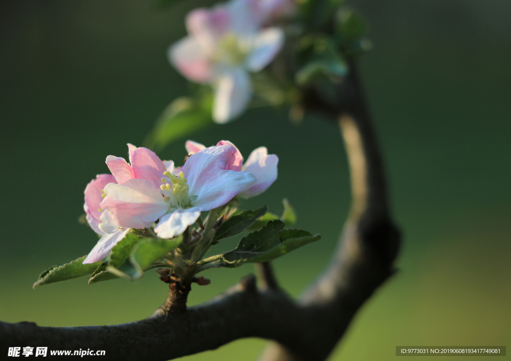 苹果花