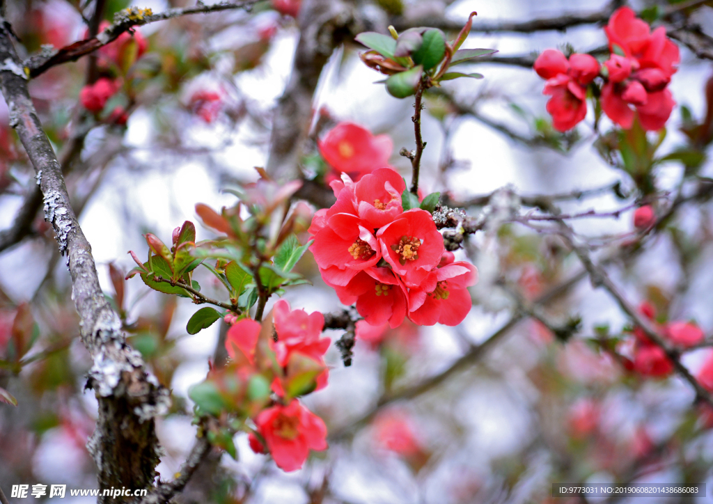 苹果花