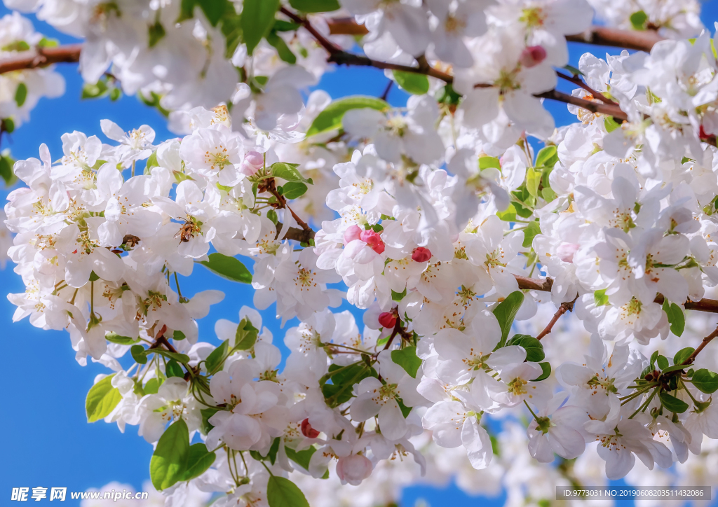 苹果花