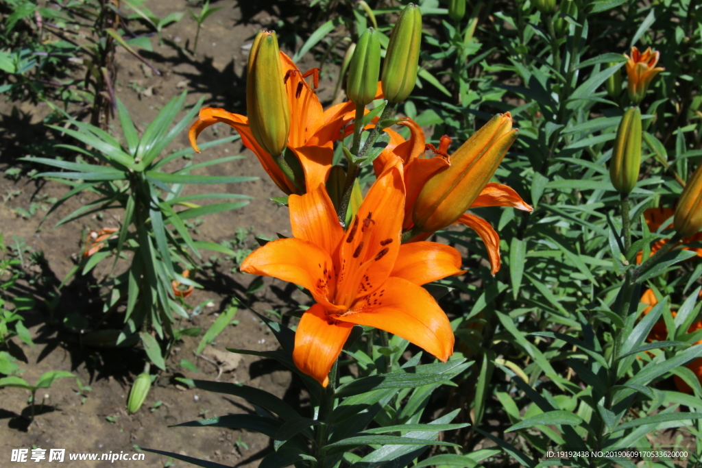 百合花