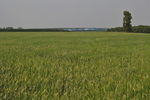 田野