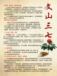 文山三七