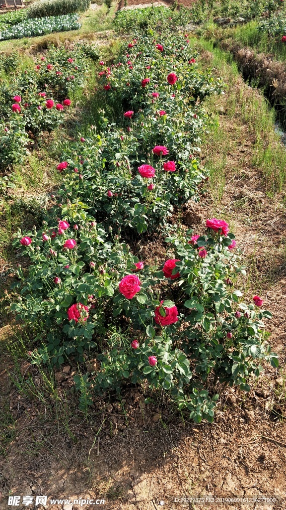 玫瑰