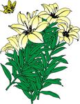 百合花