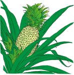 菠萝