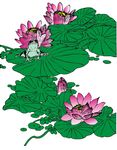 睡莲