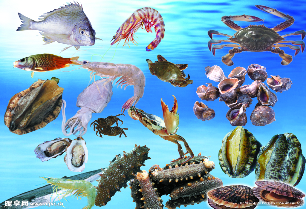 海洋生物