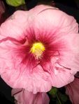手巾花