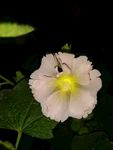 手巾花