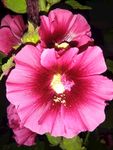 手巾花