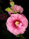 手巾花