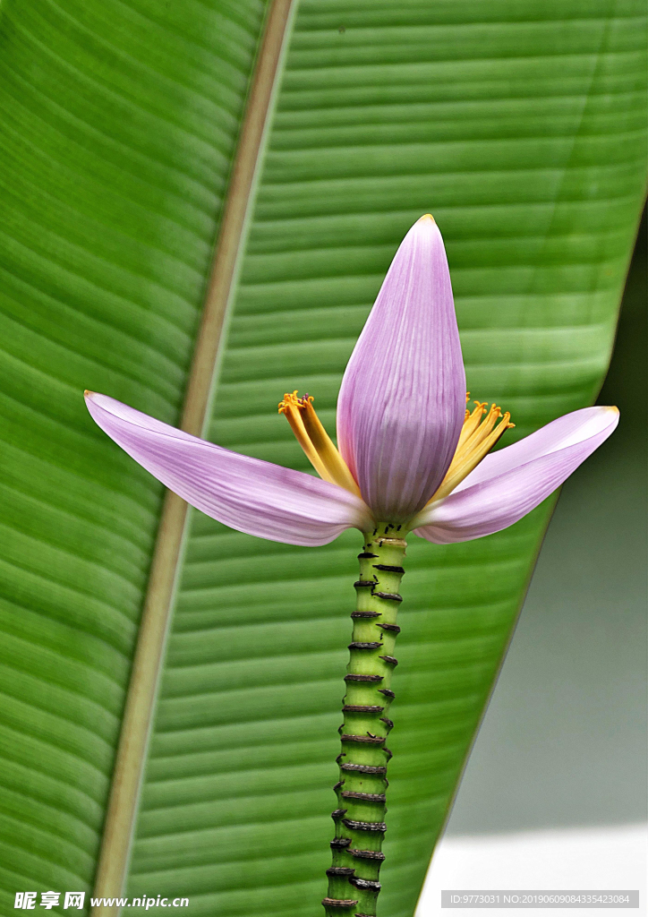 香蕉花