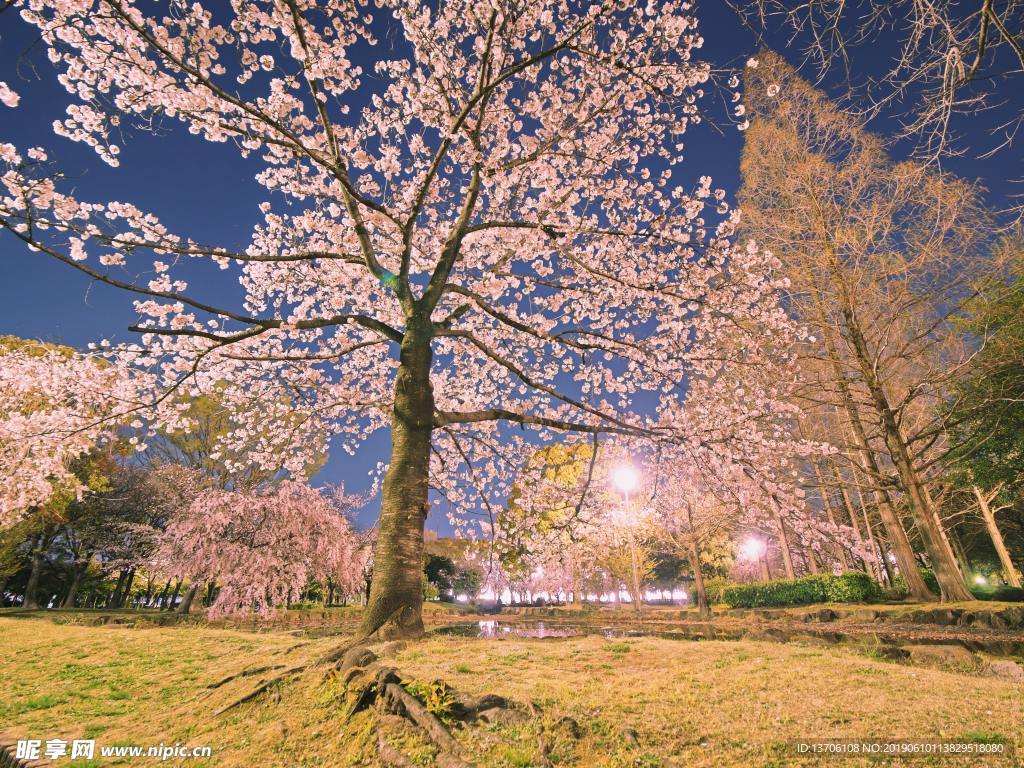 樱花
