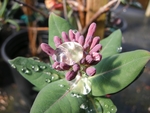 花朵与露水