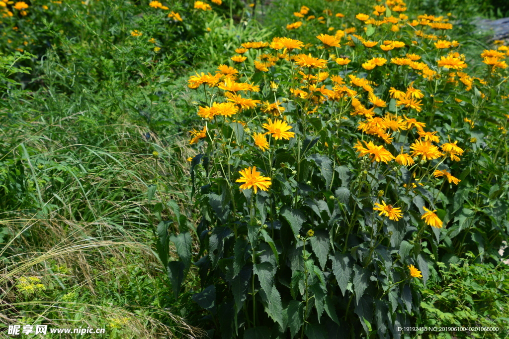 日光菊