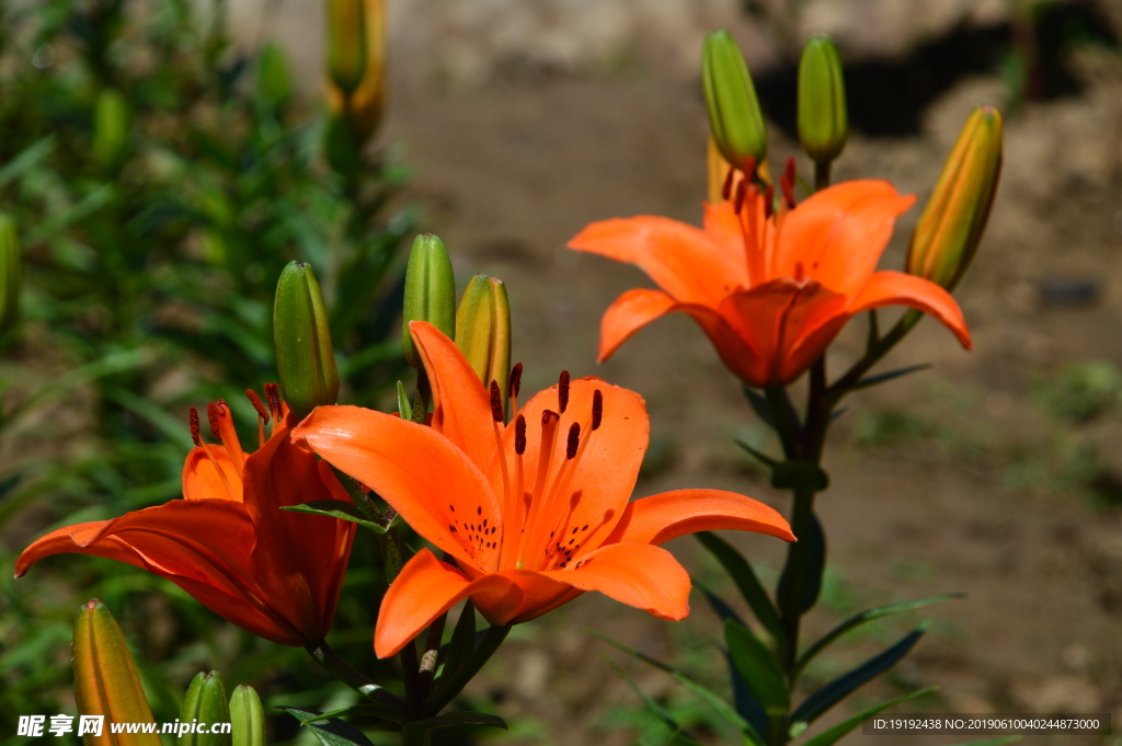 百合花