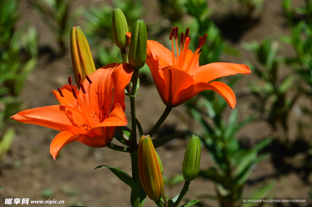 百合花