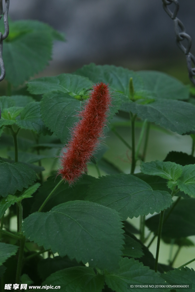 红穗铁苋菜