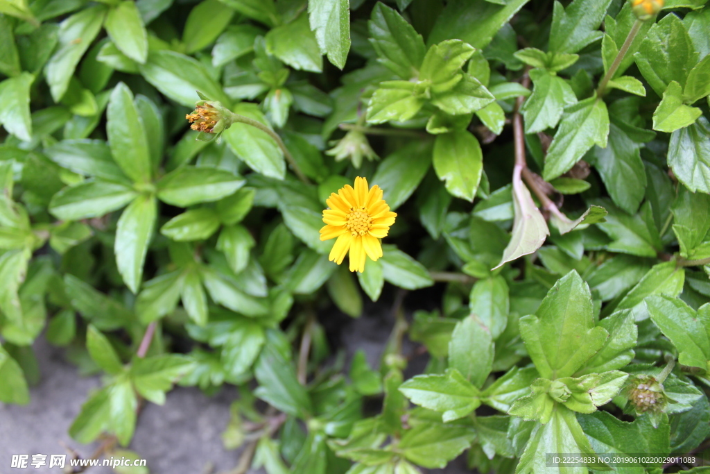 小黄花