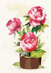 蔷薇花