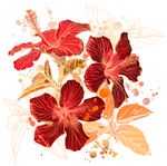扶桑花