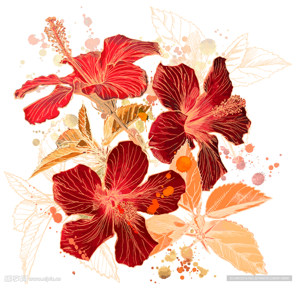 扶桑花
