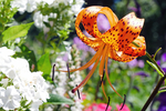 鲜花