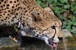 猎豹