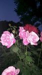 月季花