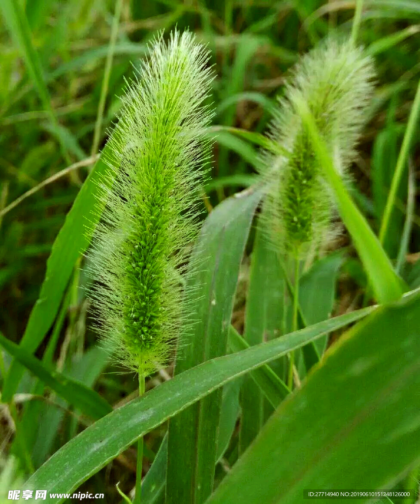 狗尾草