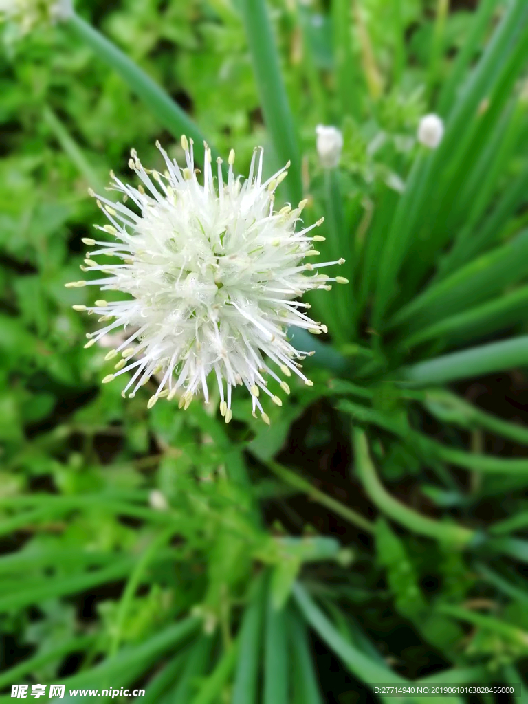 葱花