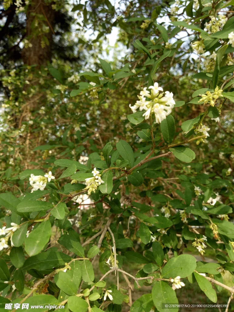 花树